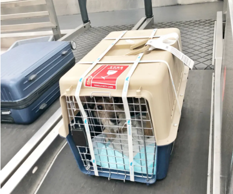 兰州宠物托运 宠物托运公司 机场宠物托运 宠物空运
